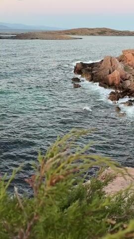 A short video shows a choppy, dark blue ocean with white waves crashing against rocky shores. In the foreground, green branches of a shrub sway in the breeze, with a light purple and pink sky visible in the background. The overall scene depicts a rugged coastal landscape.