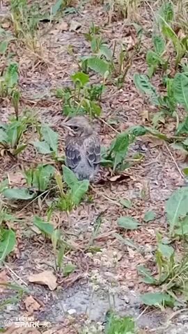 A young bird is shown on the ground, surrounded by grass and leaves. The bird is mostly gray with some darker markings on its wings. It sits still for a few moments, then shifts its position and looks around. The video appears to be taken in a natural outdoor setting.