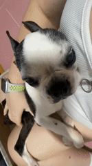 Boston Terrier's evening walk and wind-down in Icheon