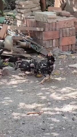 The video shows a flock of chickens, including adult chickens and chicks, foraging on the ground. One adult chicken, with black and white speckled plumage, is in the foreground, pecking at what appears to be a piece of fruit or vegetable. Several smaller, darker-feathered chicks are gathered around a similar food item in the background. The environment appears to be an outdoor area with a gravelly ground surface. Behind the chickens, there are stacks of bricks, some wooden debris, and what looks like old machinery or tools. The lighting suggests it is daytime, with shadows cast on the ground, indicating sunlight. The overall scene depicts a typical farmyard or rural setting where poultry are allowed to roam freely.