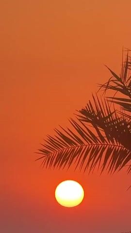 A video shows a close-up of a palm frond against a vibrant orange sky during sunset. The sun, a bright white orb, is positioned below the frond. The frond is silhouetted against the sky, with its pointed leaves extending towards the right side of the frame. The background is a gradient of orange, with the color deepening towards the bottom.