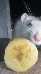 White pet rodents observed feeding in Markovo, Russia