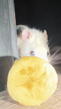 White pet rodents observed feeding in Markovo, Russia