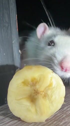 White pet rodents observed feeding in Markovo, Russia