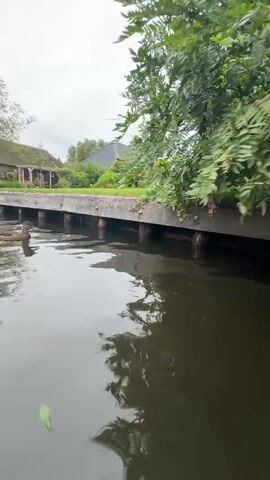 A duck swims in dark water near a wooden dock. A large tree with green leaves overhangs the dock. In the background, houses with pitched roofs and green lawns are visible. The sky is overcast. The video pans to the right.