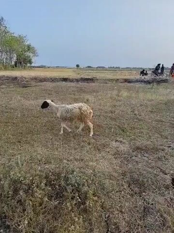 A sheep with white wool and a black head walks across a dry, grassy field. In the background, a group of people are gathered around some motorcycles or ATVs. The sky is overcast, and the landscape appears to be rural.