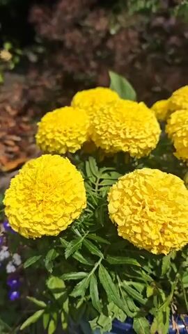 A close-up video shows several bright yellow marigold flowers in full bloom. The flowers have many ruffled petals, creating a spherical shape. The marigolds are surrounded by green, feathery leaves. In the background, out of focus, are hints of brown foliage and dappled sunlight. The video is shot from a slightly low angle, looking up at the flowers.