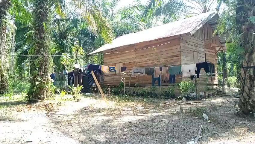 The video shows a simple wooden house surrounded by palm trees. Clothes are hanging on a line in front of the house, drying in the sun. The ground is covered in dirt and dry leaves, suggesting a rural or tropical environment. The house appears to be of basic construction with a corrugated metal roof. There are no people visible in the frame, but the presence of laundry suggests recent human activity. The overall scene conveys a sense of everyday life in a modest dwelling within a natural setting.