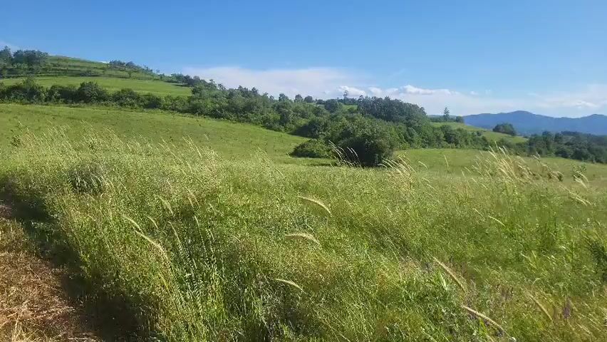 The video shows a field of tall grass, swaying in the breeze, under a bright blue sky. In the background, there are green hills and mountains. The foreground is dominated by the grass, which is mostly green, with some stalks turning yellow. The camera is moving slightly, as if someone is walking through the field. There are no people or other significant objects visible.