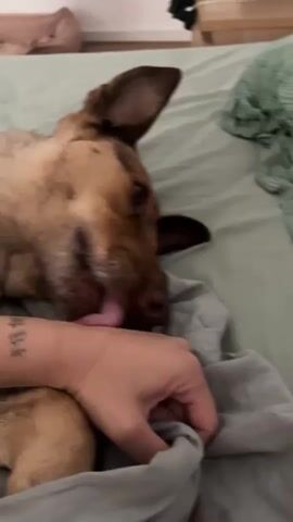 A dog is lying on a bed, licking a person's hand. The dog appears to be a medium-sized mixed breed with brown fur and large ears. The person's hand is positioned near the dog's face, with a tattoo visible on their forearm. The bed is covered with light-colored bedding, and a green textured blanket is draped on the right side of the frame. In the background, a wooden nightstand is visible with some items on it, including what appears to be a dark cloth and a small white object. Another dog bed is partially visible in the far left background. The lighting suggests it could be indoors during the day or evening. The overall scene conveys a sense of comfort and affection between the dog and the person. The tattoo on the person's arm contains what appears to be East Asian characters.