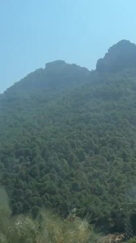 The video captures a view of a lush green mountain covered in dense trees. The camera appears to be moving, possibly from a vehicle, as evidenced by slight blur and motion. In the foreground, closer trees with pine-like needles are visible. The sky above is clear and blue, indicating a sunny day. The overall scene is a natural landscape with a focus on the expansive forest on the mountainside.