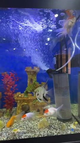 The video shows an aquarium with several fish swimming around a castle decoration. There is a filter attached to the side of the tank that is producing bubbles. The aquarium is lit with blue light, and the substrate is made up of small pebbles. There are also some red artificial plants in the aquarium. Some of the fish appear to be goldfish, and one fish is a silver angelfish. The camera is stationary and focuses on the aquarium.