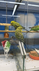 Afternoon out in Vladimir: park, pigeons, pets, and a drink
