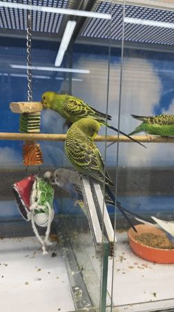 Afternoon out in Vladimir: park, pigeons, pets, and a drink