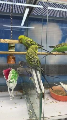 Afternoon out in Vladimir: park, pigeons, pets, and a drink
