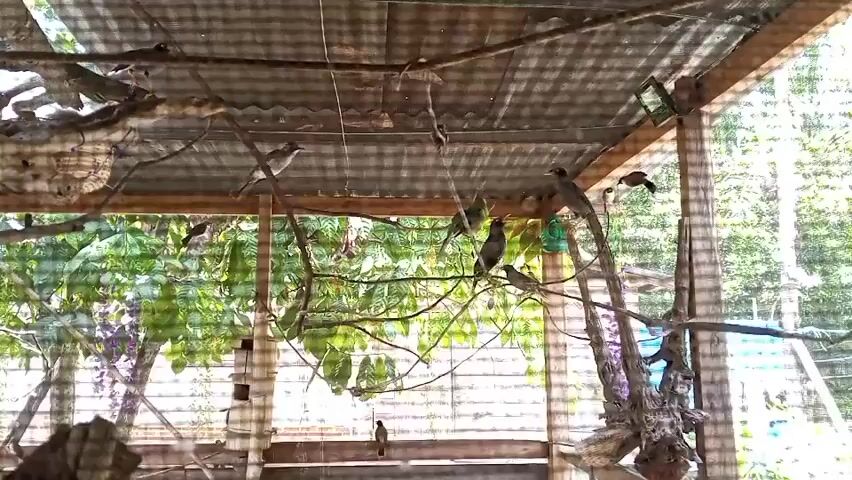 The video shows a large aviary with several birds perched on branches and wooden structures. The aviary has a corrugated metal roof and a wire mesh enclosure. Green foliage and purple flowers are visible in the background, suggesting an outdoor environment. The birds, varying in size and color, are seen moving around, interacting with their surroundings and each other. Some birds are perched individually, while others are in small groups. The lighting indicates it is daytime.
