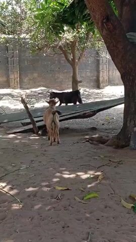The video shows a sandy area with two goats, one light brown and one black. A wooden structure, possibly a hammock frame, is visible between the goats and a concrete block wall in the background. There are trees providing shade, and some fallen leaves are scattered on the ground. A cricket bat leans against one of the tree trunks. The video appears to be taken outdoors during daylight hours.