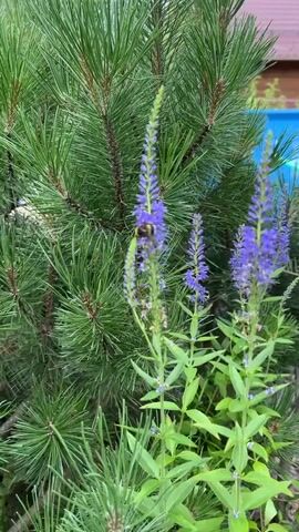 A bumblebee hovers around a cluster of tall, slender purple flowers situated in front of a dense green pine tree. The flowers are characterized by their numerous tiny petals arranged along the stem. The background suggests an outdoor setting with hints of a blue object, possibly a structure or container, and some wooden elements, indicating it might be a backyard or garden. The focus shifts between the bee and the flowers, capturing the bee's movement as it navigates among the blossoms. The lighting appears natural, suggesting daytime.