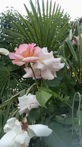This is a close-up video of two roses with pink and white petals, set against a backdrop of green palm fronds. The focus is on the delicate details of the rose petals, with a shallow depth of field blurring the background. The lighting suggests it is daytime, possibly overcast, as there are no harsh shadows. The video appears to be handheld, with slight movements that add to the natural feel of the scene.