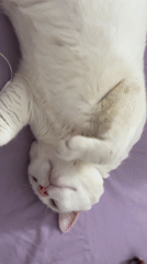White cat rests peacefully on purple surface in North Jakarta