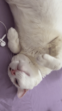 White cat rests peacefully on purple surface in North Jakarta