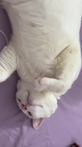 White cat rests peacefully on purple surface in North Jakarta