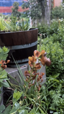 Amsterdam witness documents snail emergence across wet urban surfaces