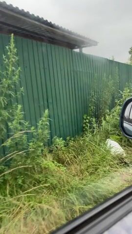 The video shows a side-view of a green metal fence, overgrown with lush green vegetation. Tall weeds and other plants with pink flowers grow along the fence line. In the foreground, part of a car's interior is visible, including the side mirror and a portion of the window frame. The weather appears overcast or foggy, as indicated by the hazy sky and the mist or fog visible behind the fence. The video is shot from a moving vehicle, evidenced by the slight blur of the vegetation and the movement of the scene. There are no people visible in the frame, nor any clear interactions taking place.