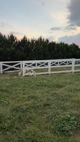 The video shows a grassy field with a white wooden fence running horizontally across the middle. Behind the fence is a line of dark green trees. In the foreground, several small, light-colored animals, likely lambs or young sheep, are interacting in the grass. Some are standing, while others are bent down as if grazing. The sky above is a soft blend of twilight colors, with hints of pink and orange, suggesting either sunrise or sunset. The overall impression is a peaceful pastoral scene.