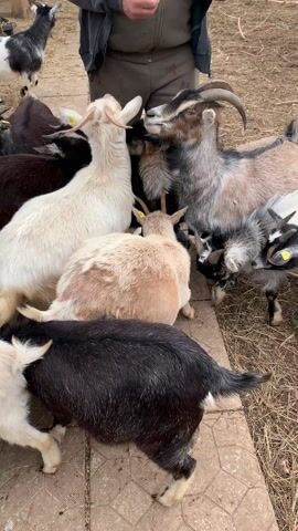 The video shows multiple goats gathered around two people outdoors. The ground is a mix of brown paving stones and dry, light-colored grass or dirt. Several goats, varying in color from white and cream to brown, black, and grey with some spotted patterns, are closely surrounding the people's legs. Some goats have small horns, and at least one has ear tags. One person, wearing an olive-green jacket and brown pants, is holding a small, light-colored bowl with a blue interior and yellow exterior. This person is interacting with the goats, possibly feeding them. Another person is visible with grey and white clothing, and the text "Team Viewer" is partially visible on their sleeve. The goats appear calm and eager, rubbing against the people's legs and sniffing their hands. The scene takes place during the daytime in what appears to be a rural or farm setting, possibly in Stary Chultem, Russia.