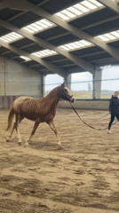 Horse training session observed at Belgian indoor riding arena
