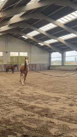 Horse training session observed at Belgian indoor riding arena