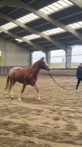 Horse training session observed at Belgian indoor riding arena