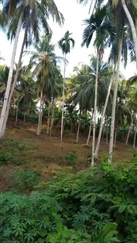 The video shows a tropical landscape with palm trees and lush vegetation. The camera appears to be moving through the area, possibly from a vehicle. The scenery consists of coconut palms, banana trees, and other green plants. The vegetation is dense and verdant, creating a picturesque view of a tropical environment. The sky is visible through the palm trees.