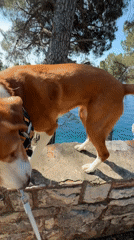 Dog in bandana spotted navigating stone wall in Montenegro