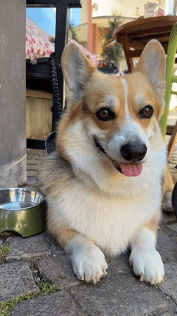 Corgi, iced coffee, and a lazy July afternoon in Meisenheim
