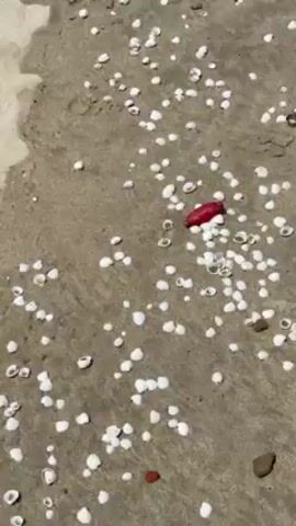 The video shows a close-up view of a sandy beach. Scattered across the sand are numerous small, white seashells. A few darker pebbles or rocks are also visible. In one instance, a red object lies among the shells. The camera pans slowly across the beach.