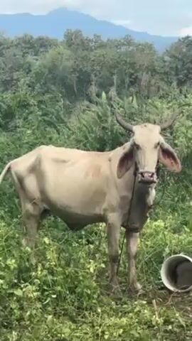 A light brown, lean cow stands tethered in a verdant field. The cow has large ears and short, curved horns, and a rope or halter is visible around its muzzle. Its ribs are somewhat visible through its thin coat. The foreground is dominated by lush green foliage and tall grass, where an empty white bucket lies on the ground to the right. In the middle distance, a dense line of trees forms a natural barrier, while majestic mountains are visible in the far background under a partly cloudy sky. The setting appears to be a rural landscape in Wiang Nuea, Thailand, during daytime. The cow remains stationary throughout the video, occasionally swishing its tail.