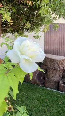 This media file showcases a close-up of a single, perfect white rose in bloom. The rose is the central subject, with its delicate, layered petals catching the light and displaying subtle shades of cream and yellow in the center. Vibrant green leaves surround the rose, some appearing glossy, others slightly matte. A hint of a rosebud is visible to the left of the main bloom, suggesting ongoing growth.

The background is softly blurred, indicating a shallow depth of field. Through the foliage of a nearby tree, a wooden fence with vertical planks can be seen. To the right of the rose, several thick, rough-textured logs are stacked on the ground, adding a rustic element to the scene. A patch of neatly mown green grass occupies the lower portion of the frame.

The lighting suggests it is daytime, likely with bright sunshine due to the clear illumination on the rose petals. The overall atmosphere is serene and peaceful, emphasizing the natural beauty of the flower. The setting appears to be a garden or yard. There is no visible text within the media file. The location context is Almada, Portugal.