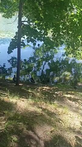 A video shows a duck swimming in a pond. The duck is in the center of the screen, and it is swimming from left to right. The water is blue and there are trees in the background. The sun is shining and there are some leaves on the ground.