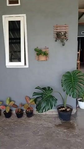 The video pans across an outdoor area with a gray wall. On the wall, there are two wooden plant holders with plants in them, and a white-framed window. Below the window, there are several potted plants on the ground. To the right, a large Monstera plant is in a black pot. Further to the right, part of a white pot is visible. On the far left, near the corner, there is a large red pot with some text and drawings on it, and a few more potted plants. In the foreground, there is a concrete floor and a pair of green flip-flops. The scene appears to be an outdoor patio or walkway adjacent to a building. The video then moves to show an open doorway with more plants visible inside.