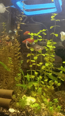 Witnesses document home aquarium with guppies in Krasnodar