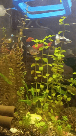 Witnesses document home aquarium with guppies in Krasnodar