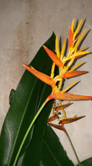 Nighttime stroll documented through tropical Kuta Selatan gardens and streets
