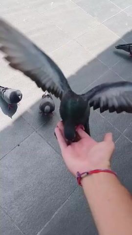 Here is a description of the video.

A person holds out their hand, full of birdseed, to a pigeon. The pigeon stands on the person’s hand, flapping its wings to maintain balance as it pecks at the birdseed. Several other pigeons loiter on the gray tiled ground around the person’s hand.  The scene is outside in bright sunlight. The person wears a red and white patterned wristband.
