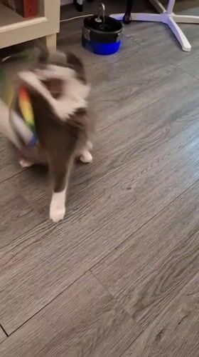 Grey cat goes all-in on a rainbow wand toy
