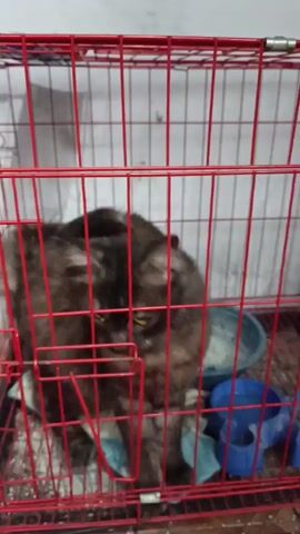 A fluffy grey and brown cat is inside a red wire cage. The cat is looking to the left side of the cage. The cat is sitting on a blue and white patterned cloth. There are two blue bowls in the cage. One bowl is full of white kibble. The other bowl is empty. The cage is on a brown surface. The background is a white wall.