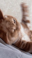 Lazy morning with an orange tabby cat and breakfast bowl