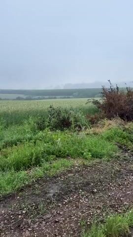 The video captures a static, wide shot of a rural landscape in Slavianovo, Bulgaria, on an overcast and rainy day. The foreground features a strip of wild green grasses and darker, bushy vegetation, likely at the edge of a road or path. Beyond this, a large field of green crops, possibly wheat or barley, extends into the midground under a soft, diffused light. In the distance, a long, dark green treeline or forest spans the horizon, separating the field from the grey, cloudy sky. Light rain is visibly falling, creating a slightly hazy atmosphere, and the sound of falling rain is audible throughout the clip. No people or animals are visible. The scene conveys a peaceful, natural, and somewhat melancholic ambiance due to the rainy weather. There is no visible text.