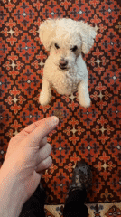 Small dog awaits treat in Yekaterinburg home